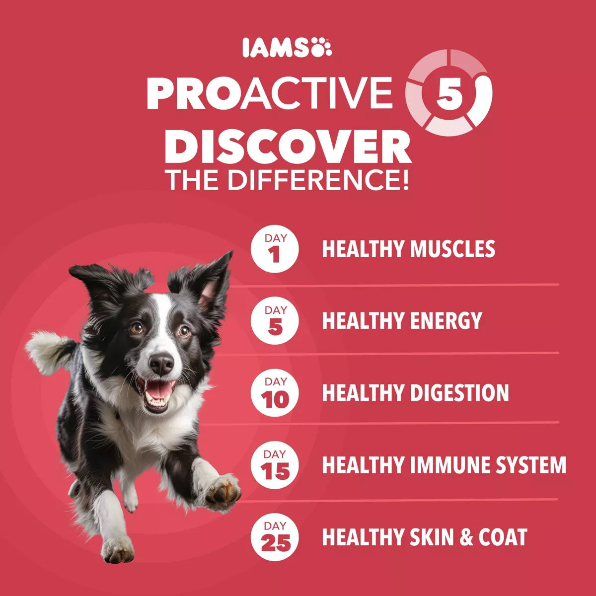 IAMS Proactive Health Minichunks Dry Dog Food with Lamb and Rice - Premium Nutrition for Happy, Healthy Dogs