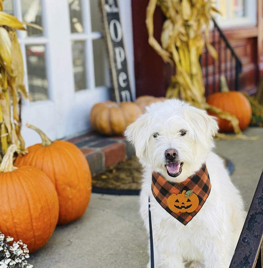 White dog with a plaid bandana featuring a pumpkin design, surrounded by pumpkins and corn stalks on a porch.