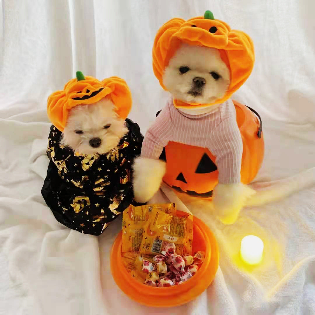 Pet Pumpkin Hat Halloween Costume