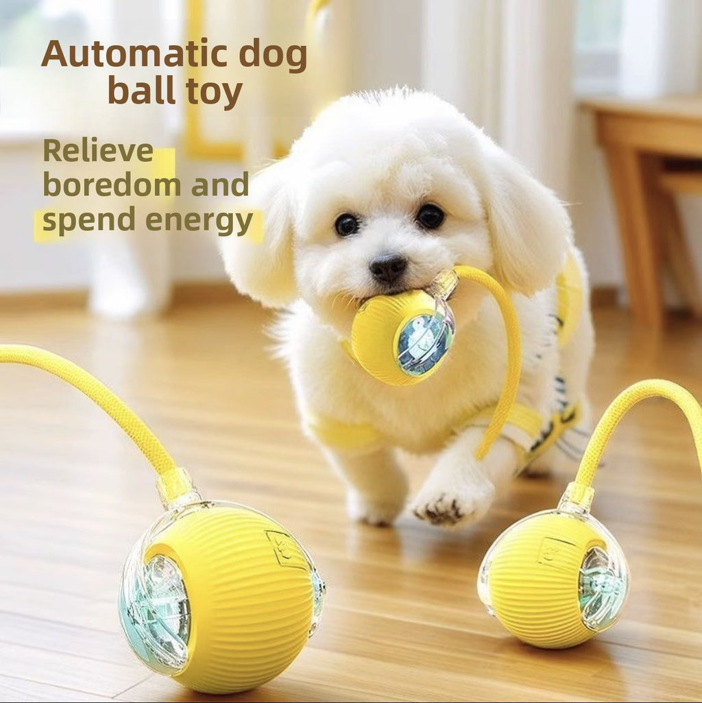 Interactive Motion Ball for Dogs & Cats