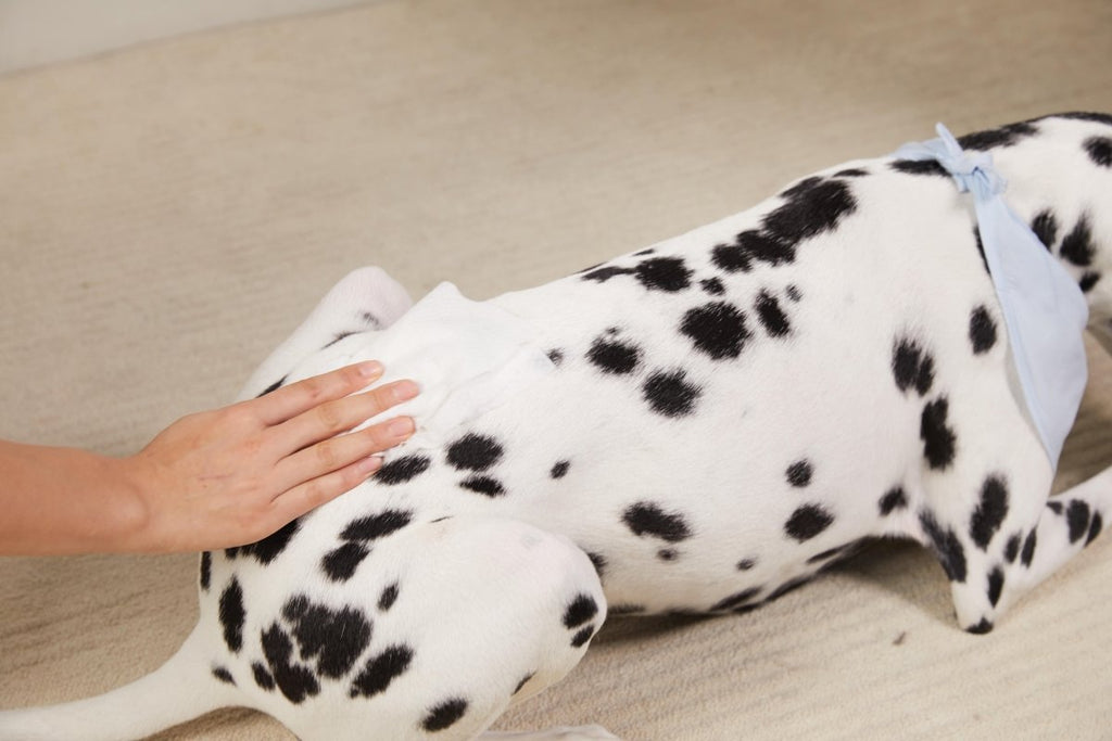 Plant-Based Dog & Cat Grooming Wipes – Gentle & Compostable Pet Wipes