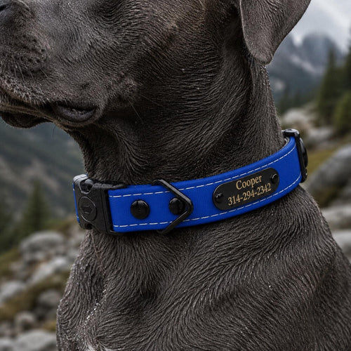 A close-up of a dark gray dog wearing a bright blue personalized dog collar with white stitching and a black metal nameplate that reads 'Cooper 314-294-2342'. The background shows a blurred outdoor mountain and forest setting.